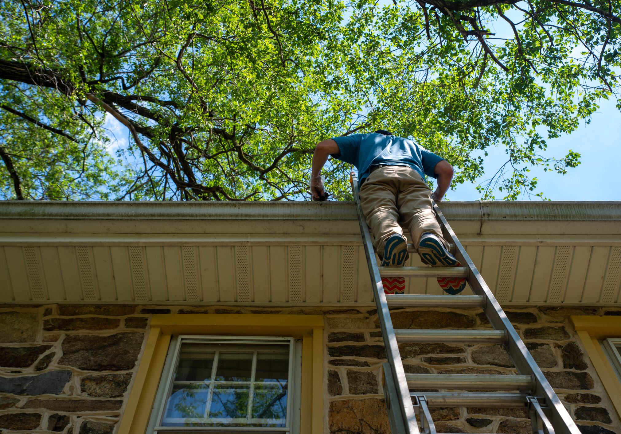 Man on a ladder cleans the gutters on an old Pennsylvania stone home with blue sky and green trees overhead. Low angle view shot in natural light with copy space.